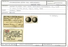 Karteikarte zum Syntyp von Polymorphina gibba orbicularis Karrer, 1868